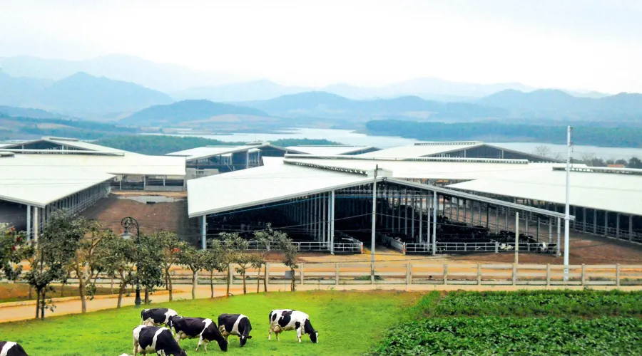 Livestock farm in Vietnam