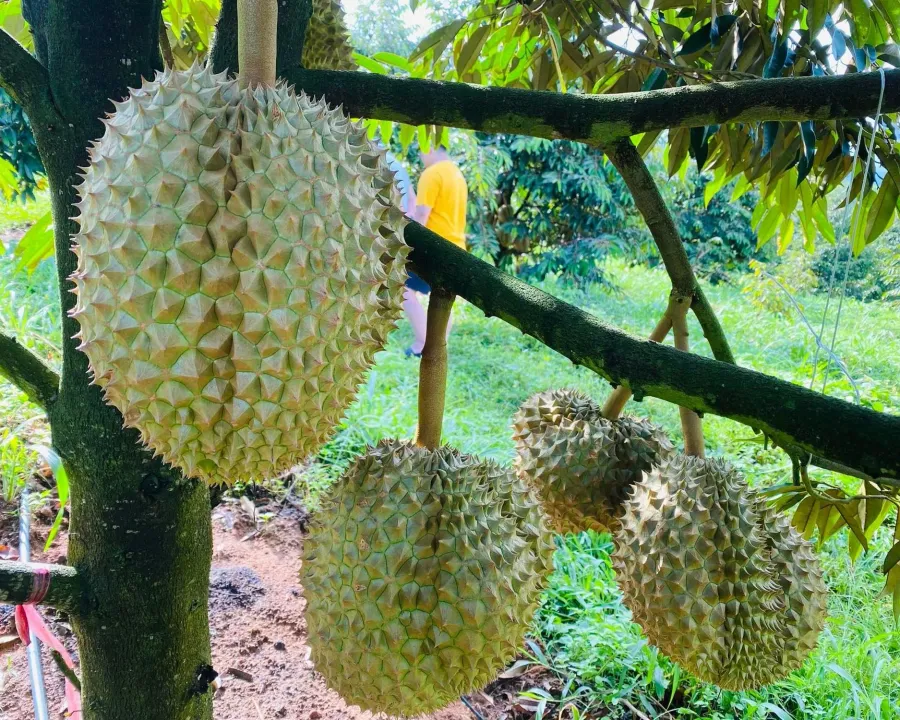 HAGL durian orchard — about 80% of the acreage is expected to enter harvest in 2026