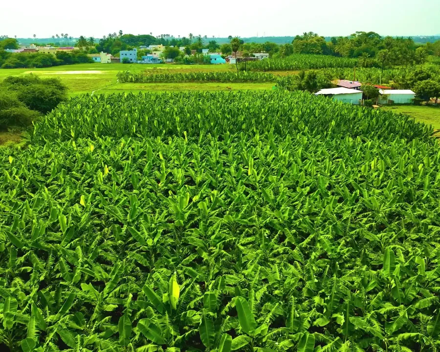 HAGL's industrial-scale banana plantation — the fruit segment contributed 78% of total 2025 revenue