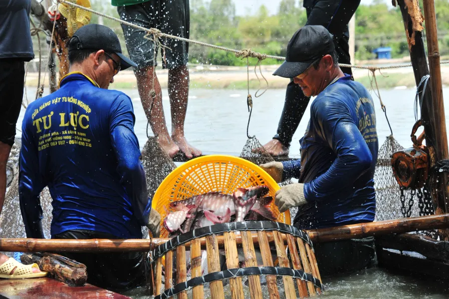 Pangasius pond in Dong Thap, Mekong Delta