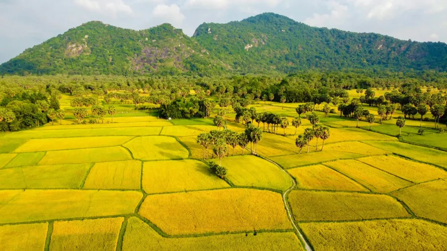 Golden rice paddies in the Mekong Delta