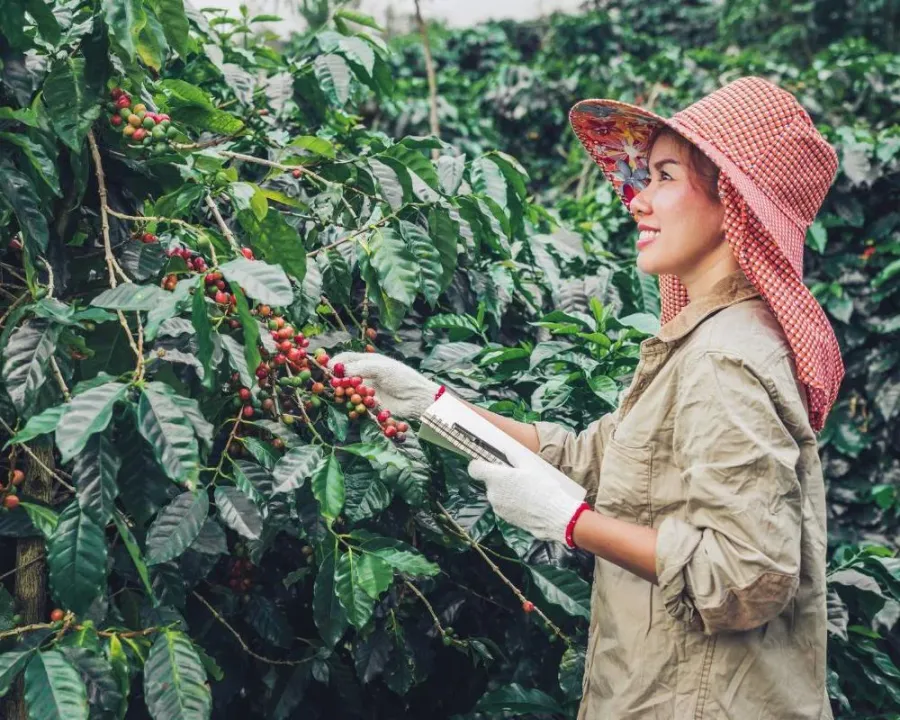Vietnamese growers are not showing signs of rushed selling