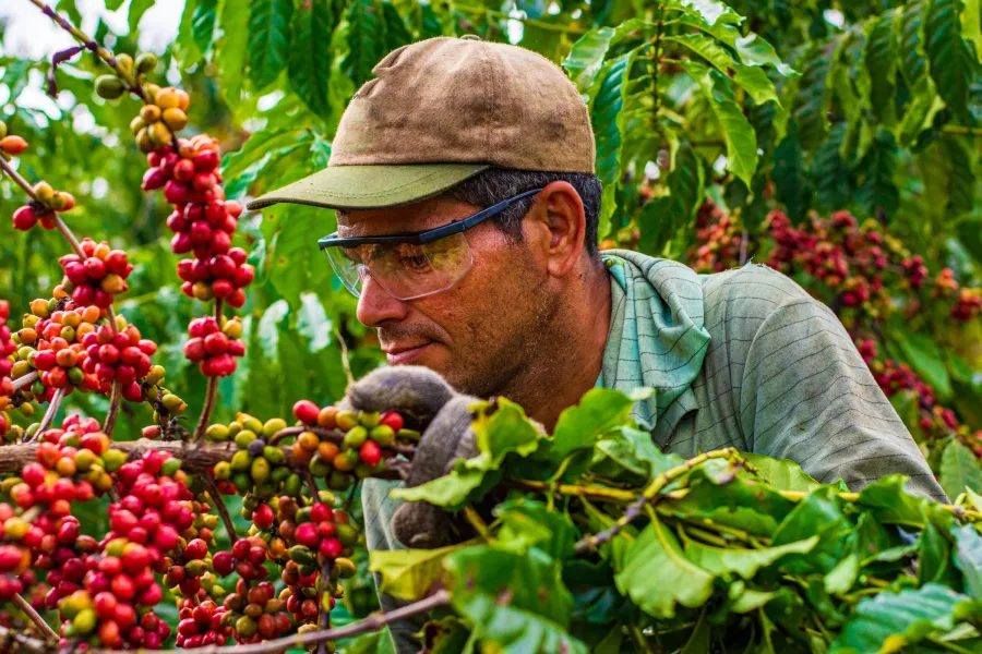 Brazil coffee harvest pressure