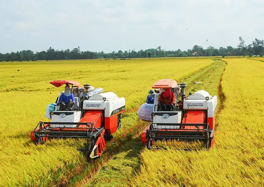 Rice harvest in the Mekong Delta