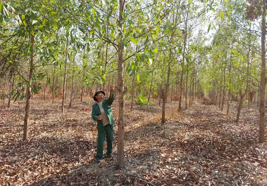 Forest grower inspecting trees in a raw-material area