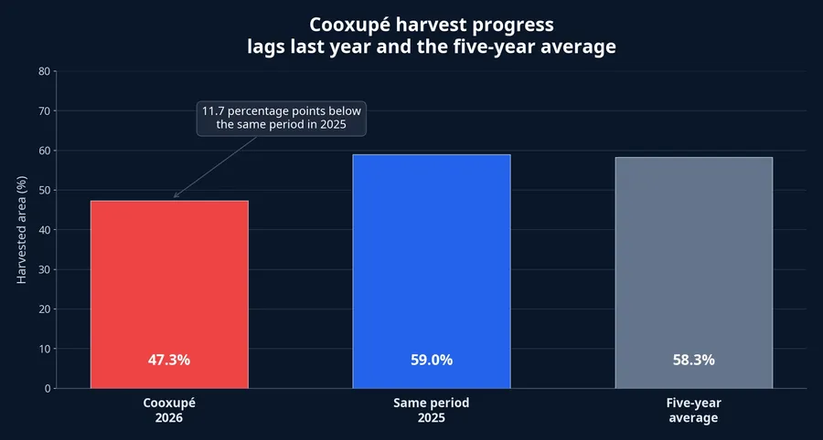 Coffee harvest progress at Cooxupé