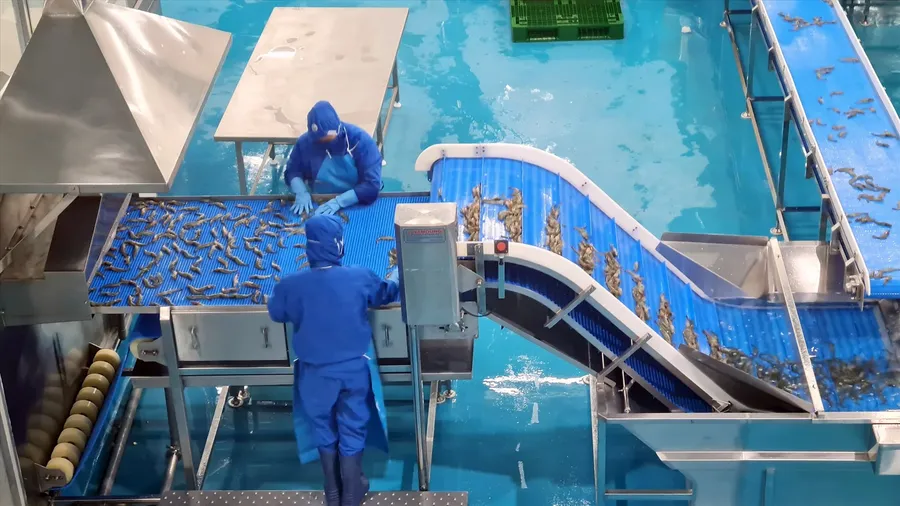 Workers on a seafood-processing line