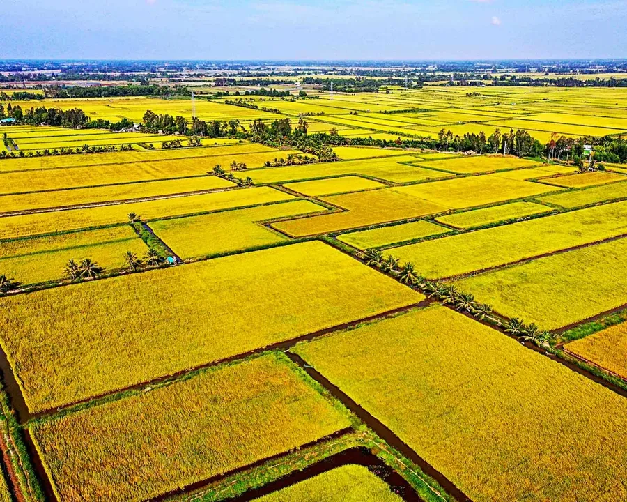 Vast agricultural land in Dong Nai seen from above