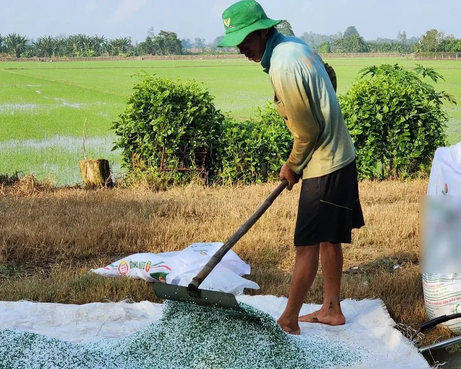 A farmer applies urea fertilizer in the Mekong Delta