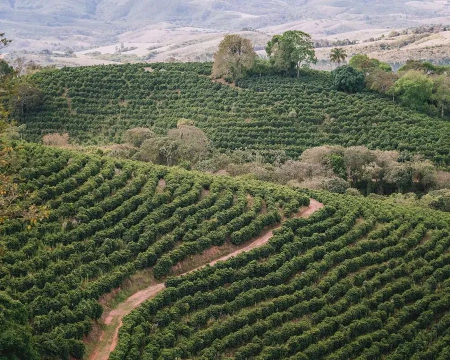 Farmers drying coffee beans at a processing facility