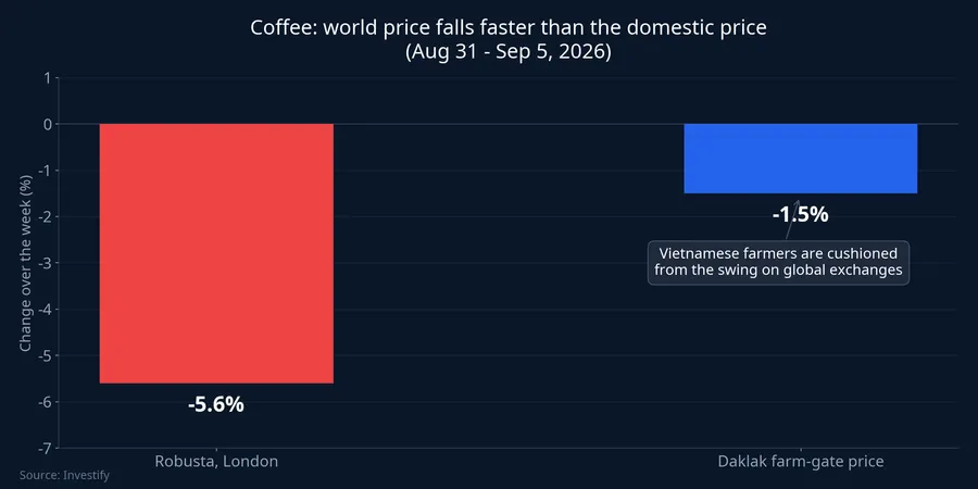 Weekly coffee price decline: London down 5.6%, Dak Lak down 1.5%