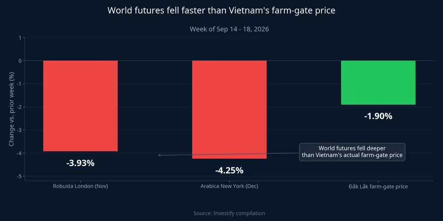 Weekly decline comparison: London robusta, New York Arabica, and Đắk Lắk farm-gate price