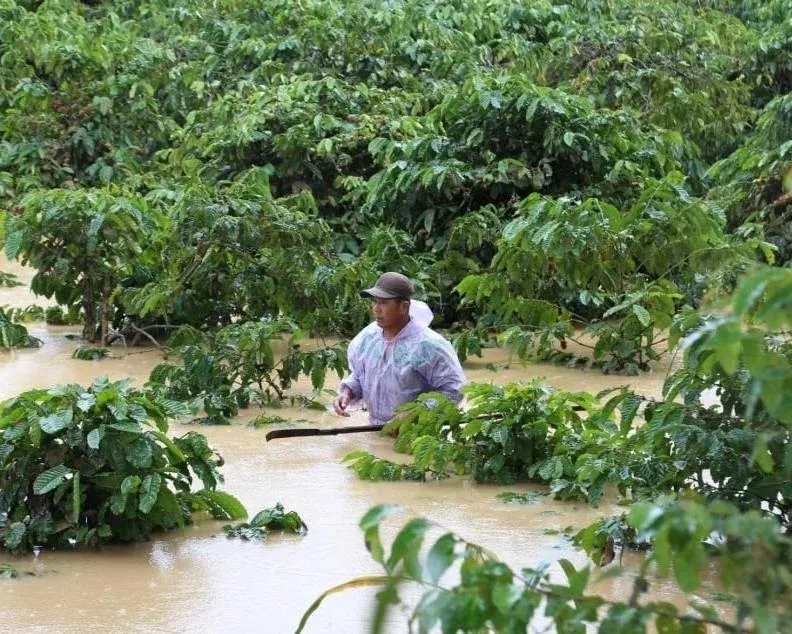 Farmer wading through a flooded coffee field in the Central Highlands