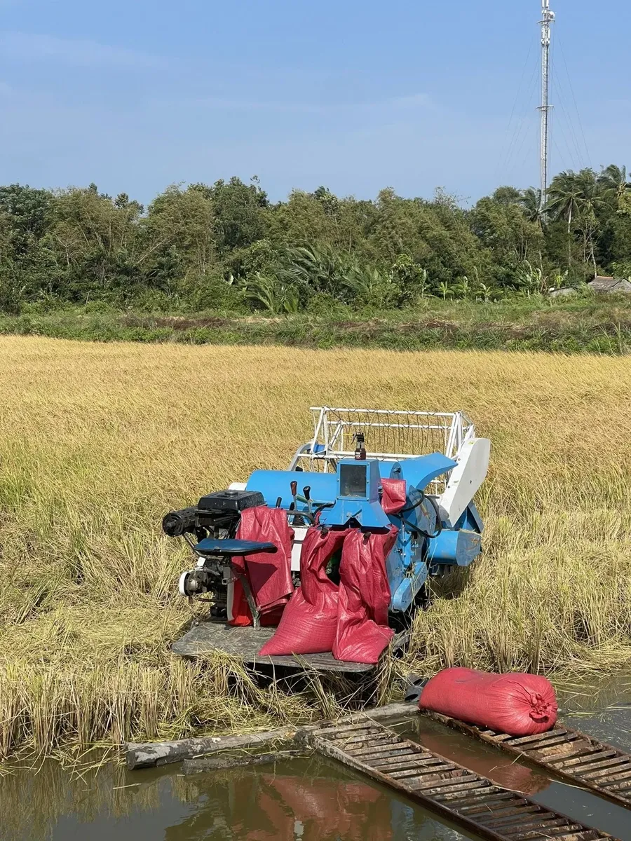 Rice harvest in the Mekong Delta