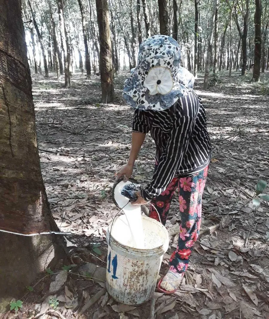 A worker pours latex into a collection bucket on a rubber plantation