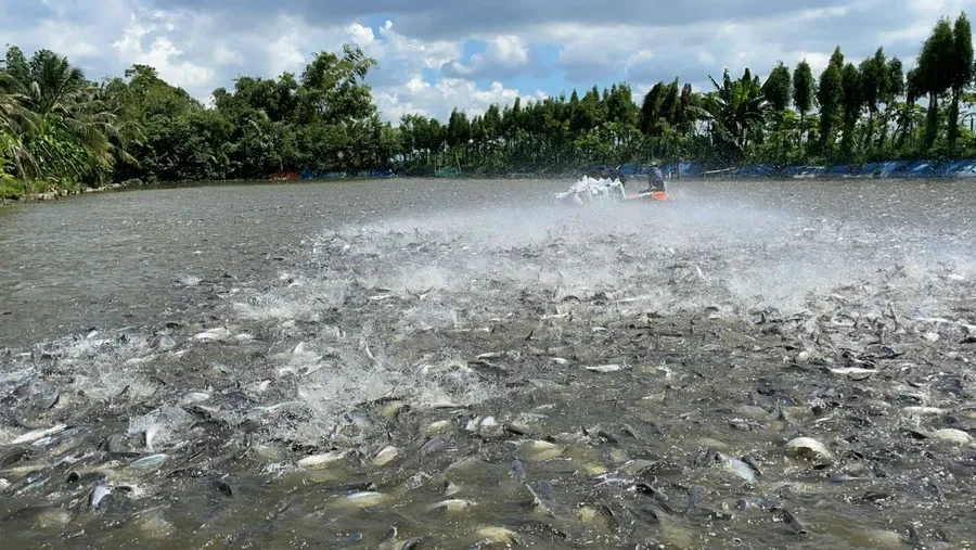Workers filleting pangasius on a processing line