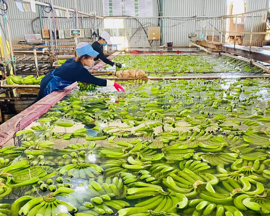 Banana processing at Hoang Anh Gia Lai