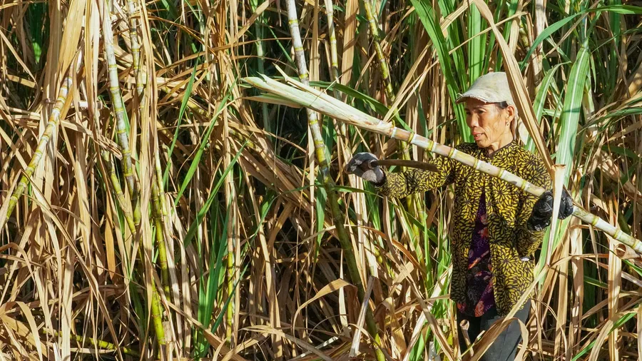 Sugarcane field during harvest