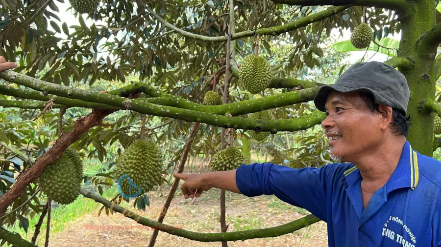 Vườn sầu riêng đang cho trái