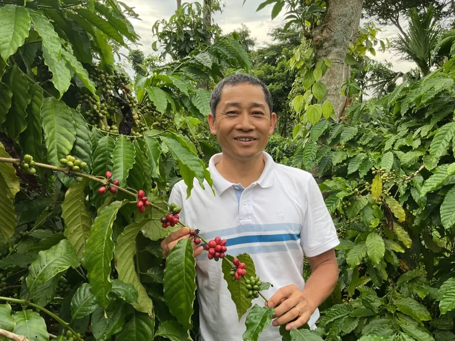 Nông dân Tây Nguyên thu hoạch cà phê