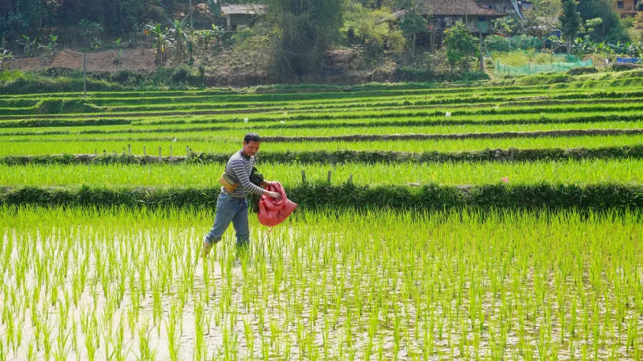 Nông dân Việt Nam bón phân trên ruộng lúa