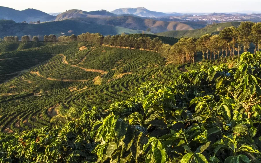 Cánh đồng cà phê rộng lớn tại Minas Gerais, Brazil