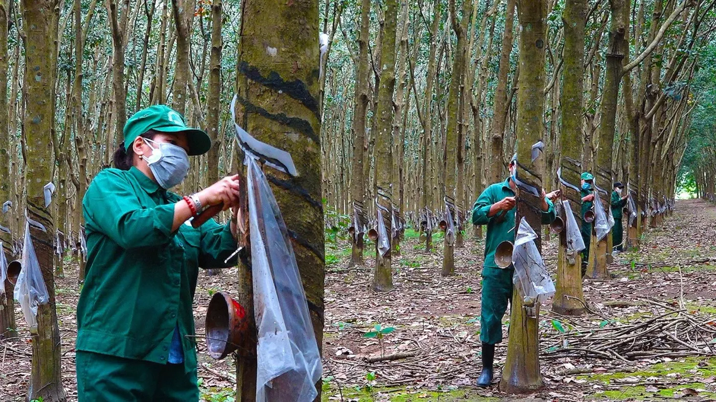 Natural Rubber Hits 9-Year High, Yet GVR Margins Are Shrinking