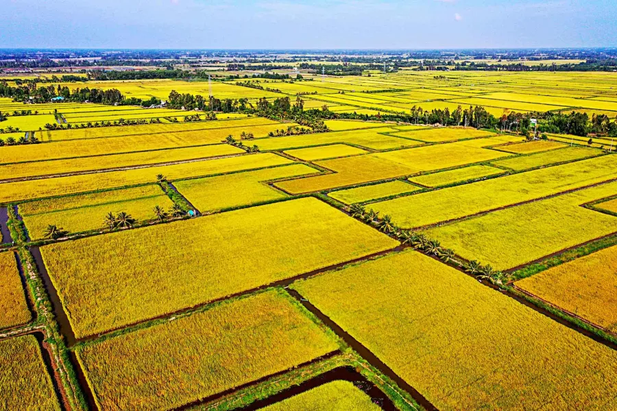 Vietnam Jasmine Rice at a 10-Year High: Three Drivers and the PAN Earnings Trap