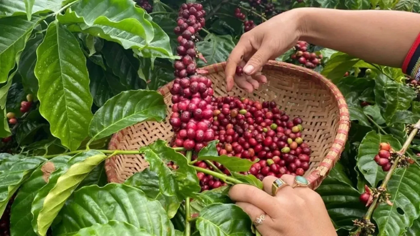 Coffee Below VND 90,000 Is Not Capitulation
