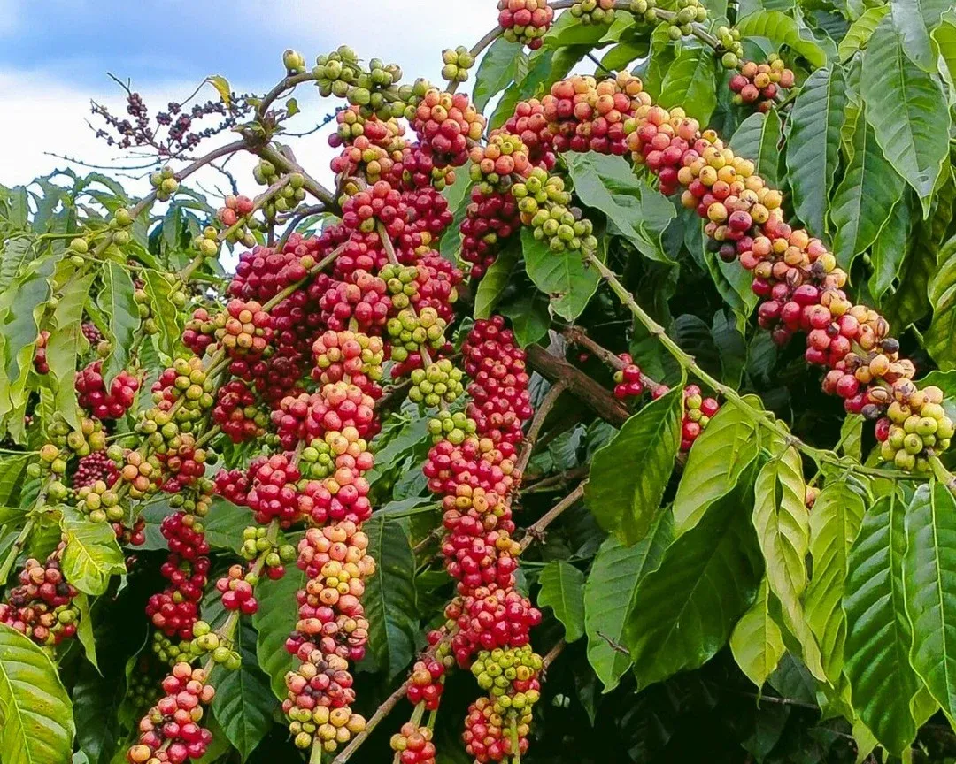 Global coffee rebounds, but Vietnam is not cashing in yet