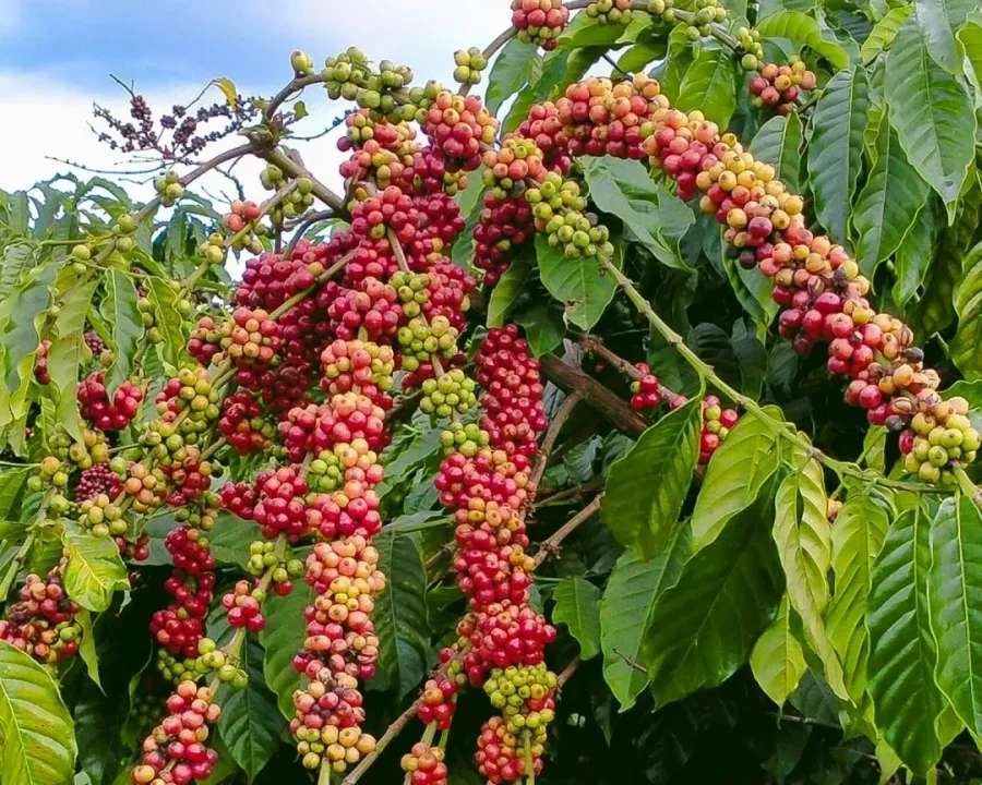 Global coffee rebounds, but Vietnam is not cashing in yet