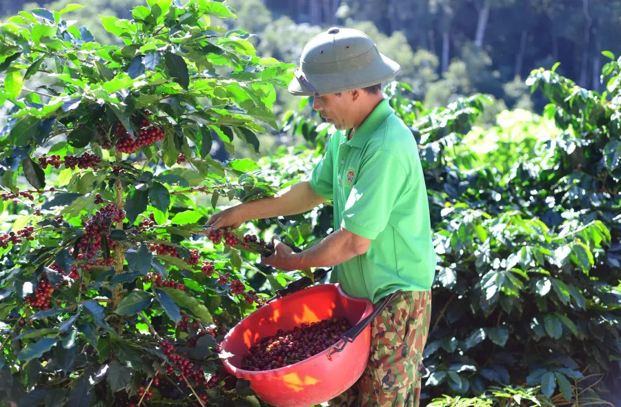 Nông hộ cà phê tại Tây Nguyên
