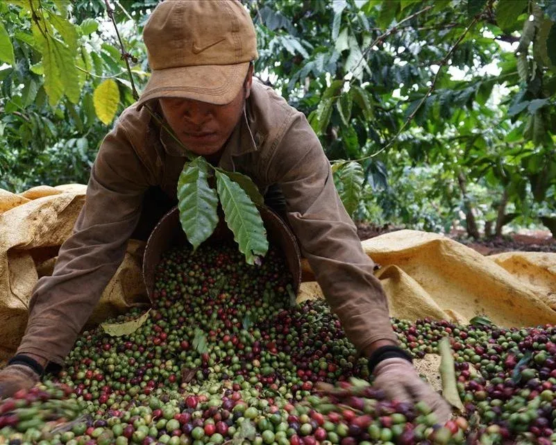 Cà phê nhân và khâu xử lý sau thu hoạch