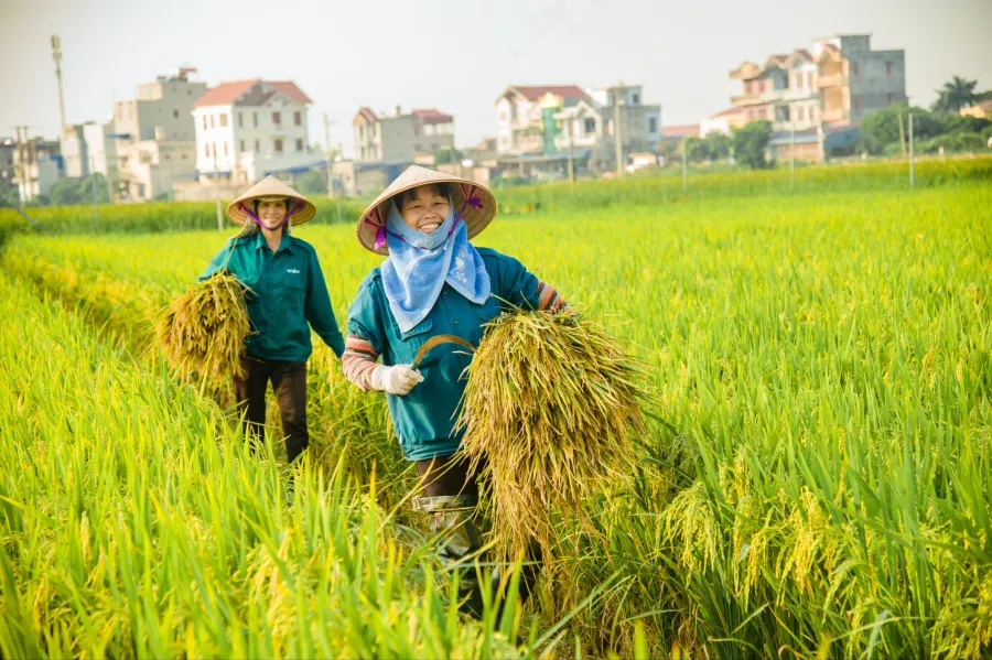 Vùng nguyên liệu và truy xuất nguồn gốc
