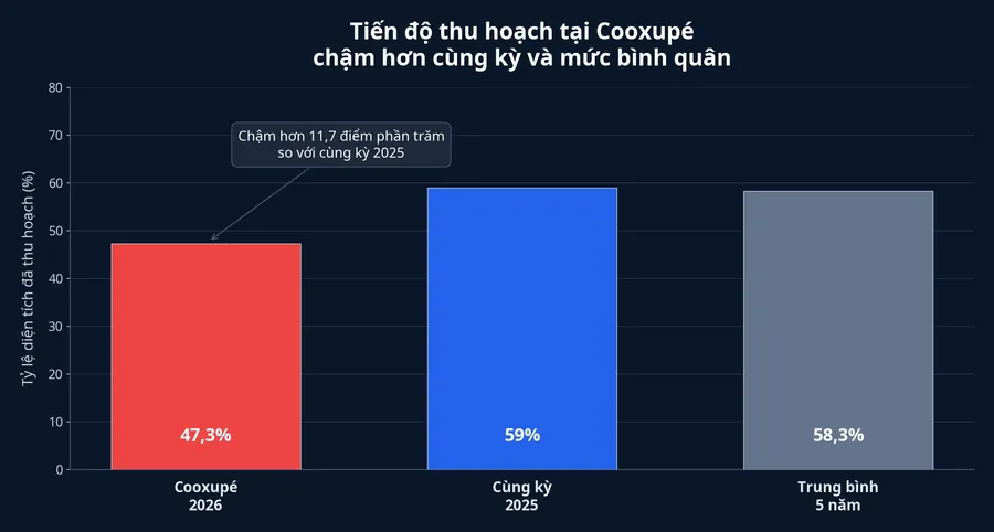 Tiến độ thu hoạch cà phê tại Cooxupé