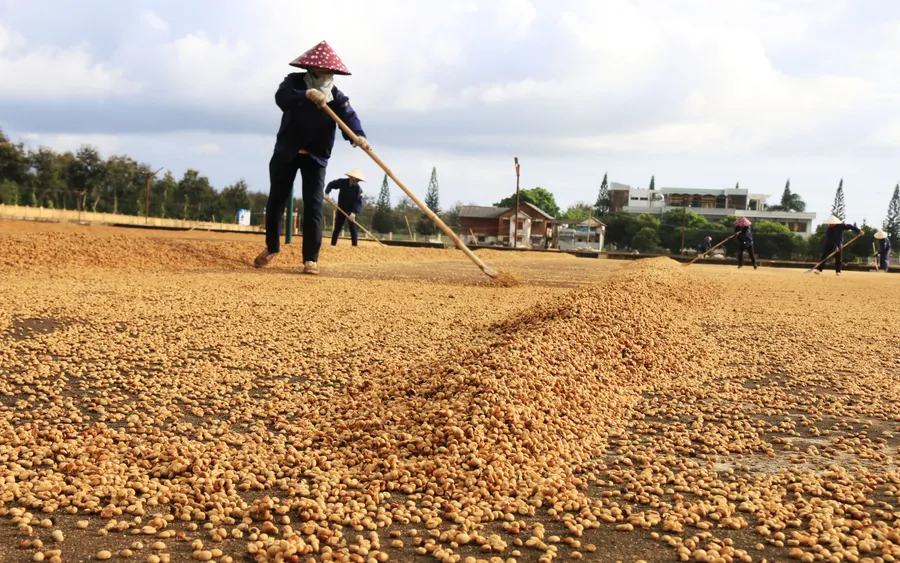 Coffee stays high as a large crop reaches market slowly