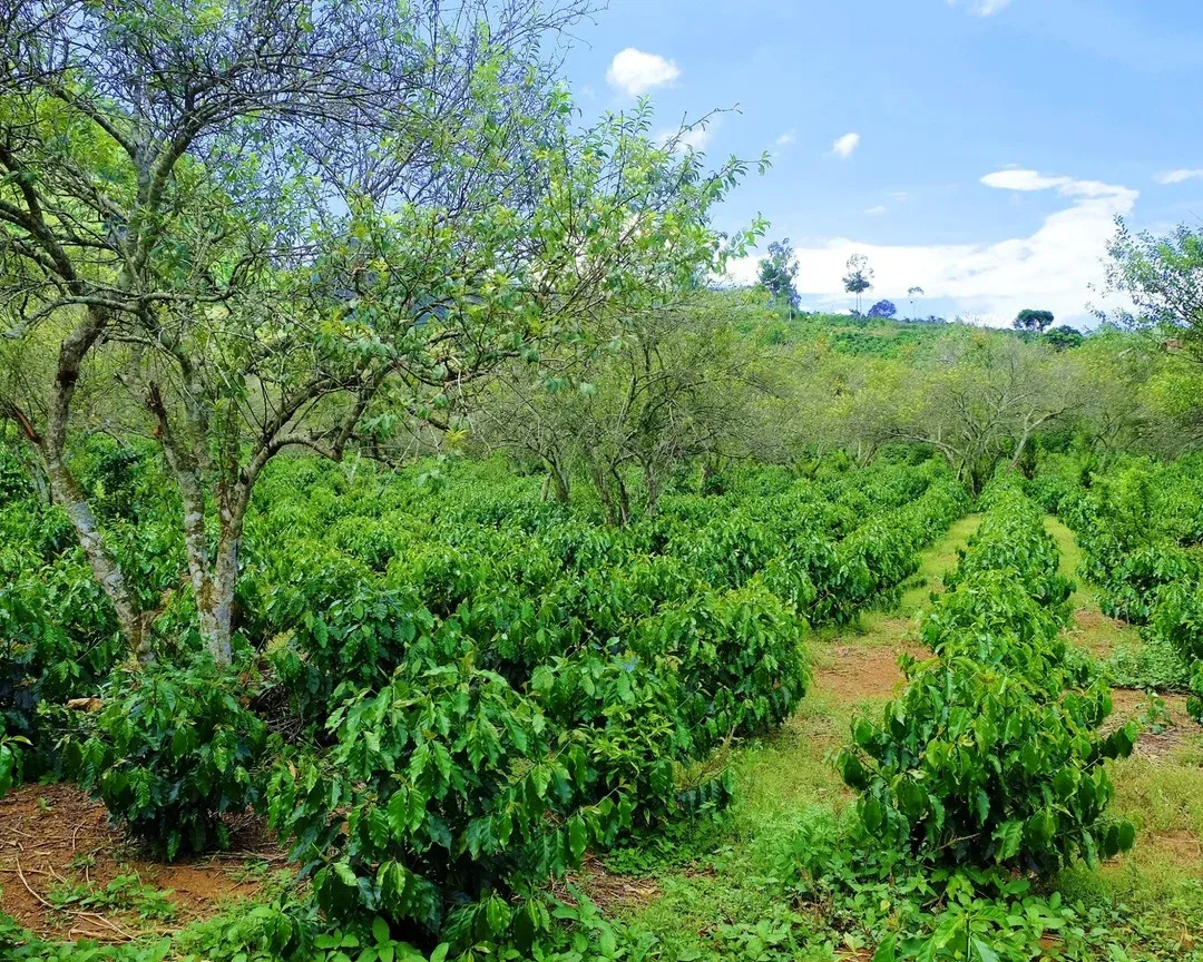 HAGL bets VND 14,220bn on coffee, first harvest 3 years out