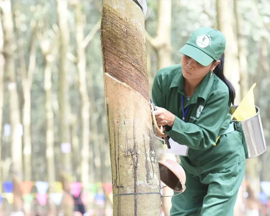 Giá cao su đỉnh 13 năm: cung thiếu, không phải cầu tăng
