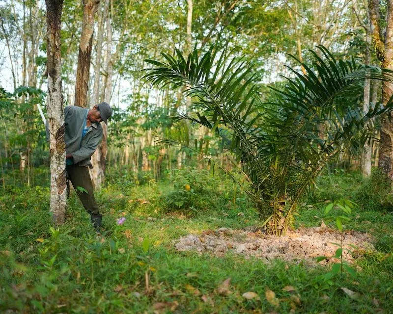 Nông dân Indonesia chuyển đổi từ cao su sang cọ dầu