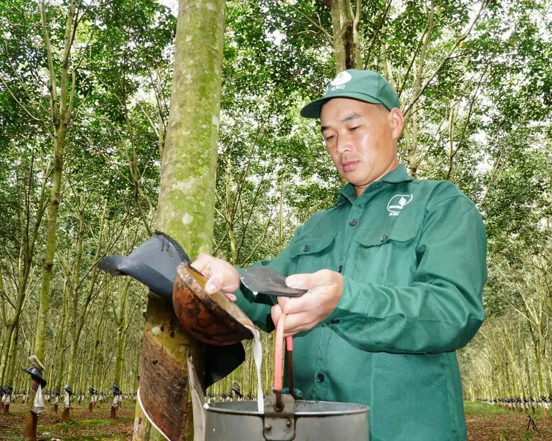 GVR's VND 6.03tn Profit: Nearly 40% From Land, Not Rubber