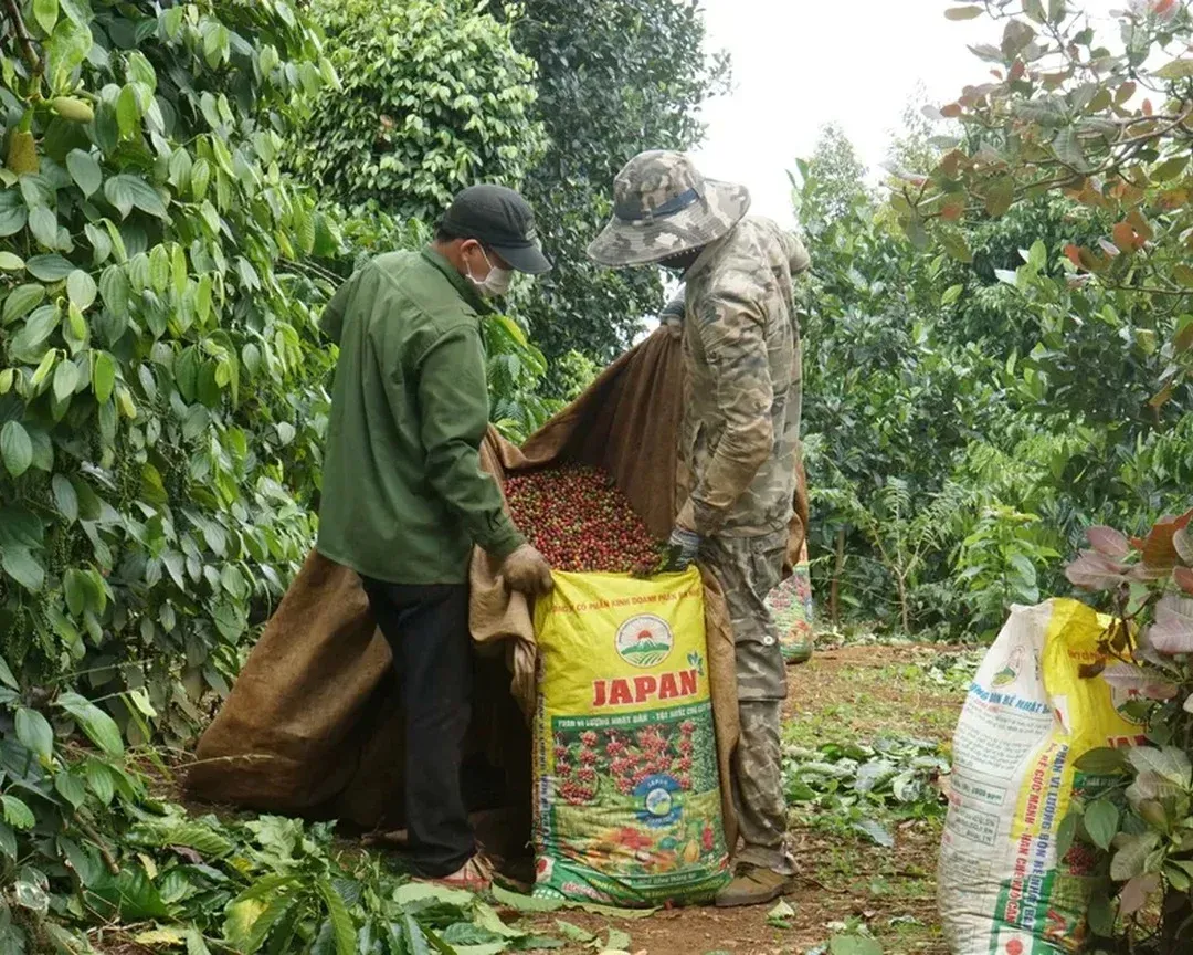 Robusta drops 3.93%, Vietnam farm-gate falls 1.9%