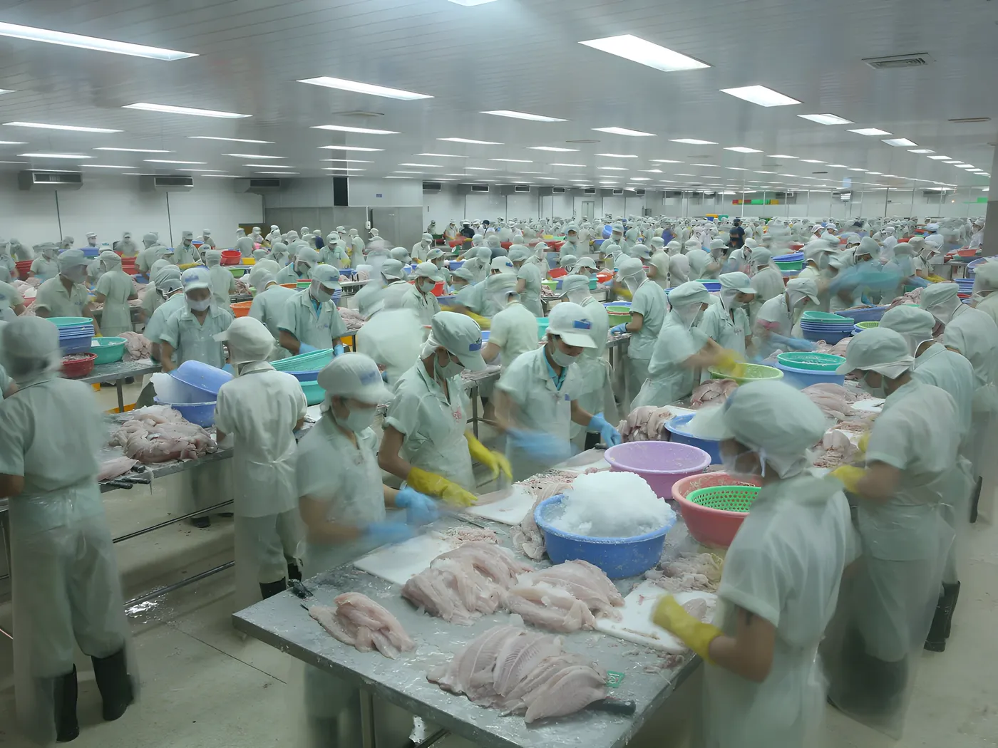 Cá tra tăng 18,6% tháng 9, lợi nhuận chưa chắc theo kịp