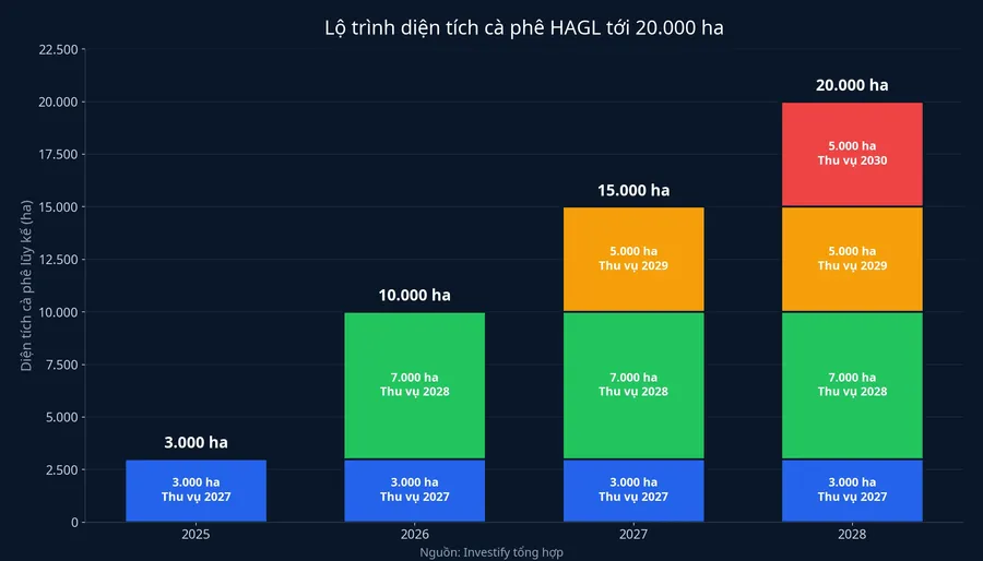 Lộ trình diện tích cà phê HAGL tới 20.000 ha và năm dự kiến thu vụ của từng lứa