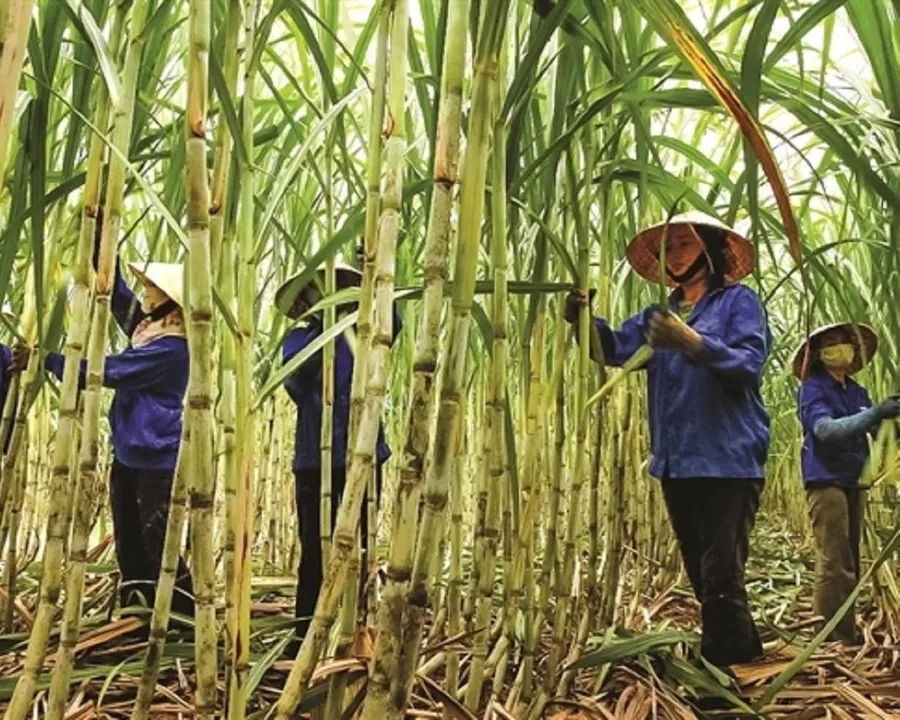 Công nhân thu hoạch mía ở vùng nguyên liệu Sơn La