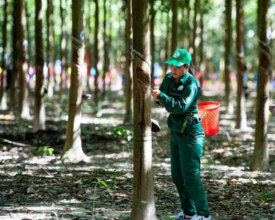 Công nhân cạo mủ cao su tại đồn điền của Tập đoàn Công nghiệp Cao su Việt Nam